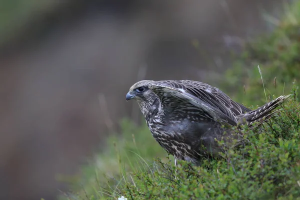 Jungfalken Auf Den Ersten Erkundungstouren Rund Das Nest Island — Stockfoto