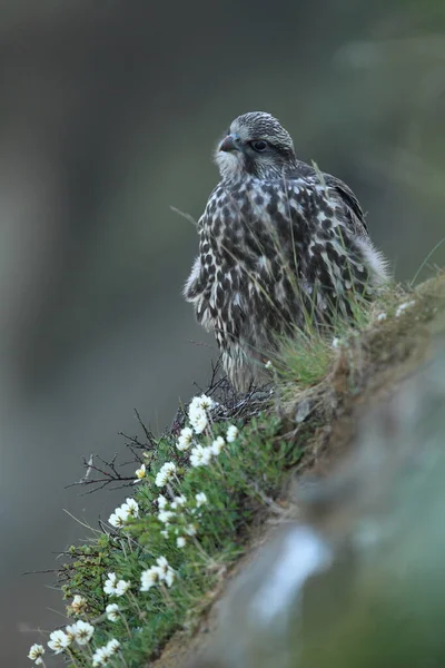 Yuvanın Etrafındaki Ilk Keşifler Olan Zlanda Genç Gyrfalconlar — Stok fotoğraf