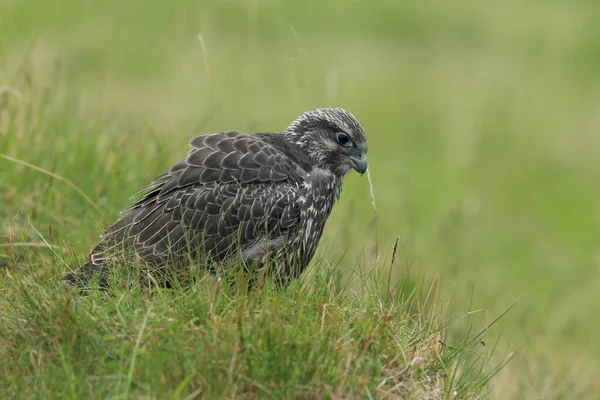 Young Gyrfalcons First Explorations Nest Iceland — Stock Photo, Image