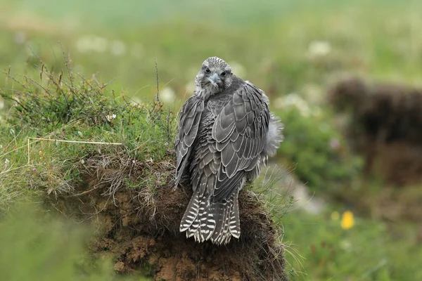 young gyrfalcons on the first explorations around the nest,  Iceland