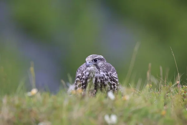 Young Gyrfalcons First Explorations Nest Iceland — Stock Photo, Image