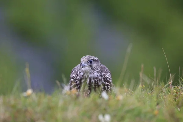 Young Gyrfalcons First Explorations Nest Iceland — Stock Photo, Image