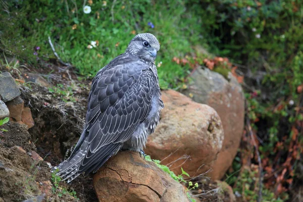 Jovens Gyrfalcons Nas Primeiras Explorações Torno Ninho Islândia — Fotografia de Stock