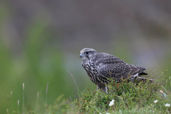 Unga Gyrfalkar Första Upptäckterna Runt Boet Island — Stockfoto