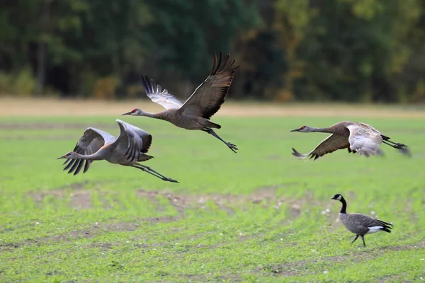 Sandhill Cranes Grus Canadensis Fairbanks Αλάσκα — Φωτογραφία Αρχείου