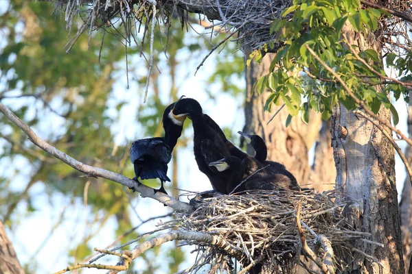 Velká Kormorán Phalacrocorax Carbo Kolonie Baden Wuerttemberg Německo — Stock fotografie