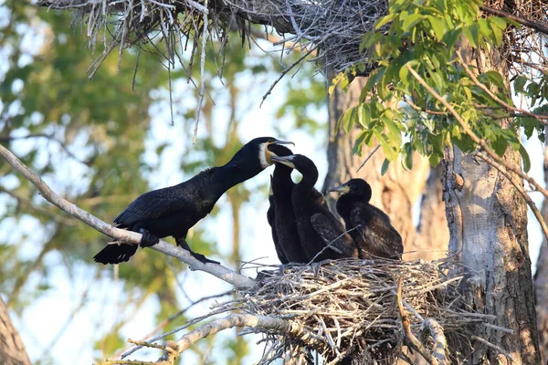 偉大な鵜 Phalacrocorax Carbo コロニー バーデン ヴュルテンベルク州 ドイツ — ストック写真