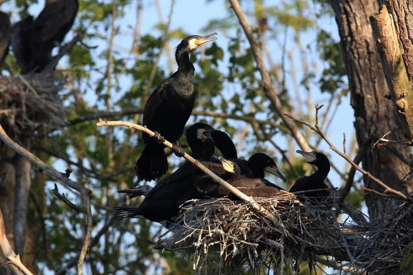 Great Cormorant Phalacrocorax Carbo Colony Baden Wuerttemberg Germany — Stock Photo, Image