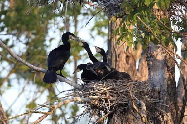 Great Cormorant Phalacrocorax Carbo Colony Baden Wuerttemberg Germany — Stock Photo, Image