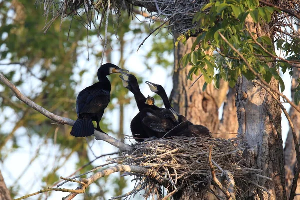 Great Cormorant Phalacrocorax Carbo Colony Baden Wuerttemberg Alemanha — Fotografia de Stock