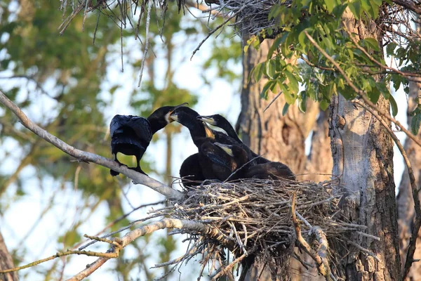 Grote Aalscholver Phalacrocorax Carbo Colony Baden Wuerttemberg Duitsland — Stockfoto