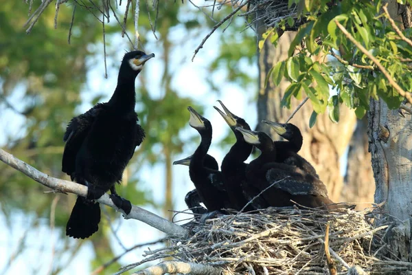 Great Cormorant Phalacrocorax Carbo Colony Baden Wuerttemberg Alemanha — Fotografia de Stock