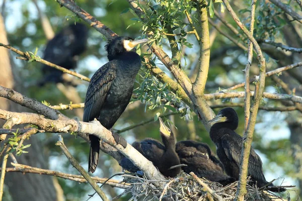 Gran Cormorán Phalacrocorax Carbo Colonia Baden Wuerttemberg Alemania —  Fotos de Stock