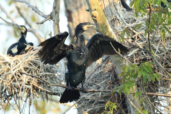 偉大な鵜 Phalacrocorax Carbo コロニー バーデン ヴュルテンベルク州 ドイツ — ストック写真