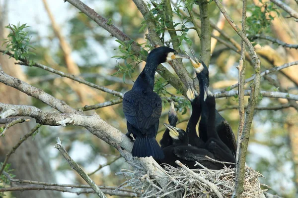 Great Cormorant Phalacrocorax Carbo Colony Baden Wuerttemberg Germany — Stock Photo, Image