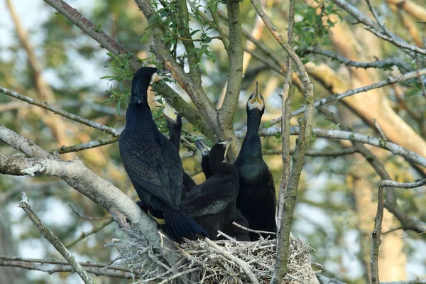 偉大な鵜 Phalacrocorax Carbo コロニー バーデン ヴュルテンベルク州 ドイツ — ストック写真