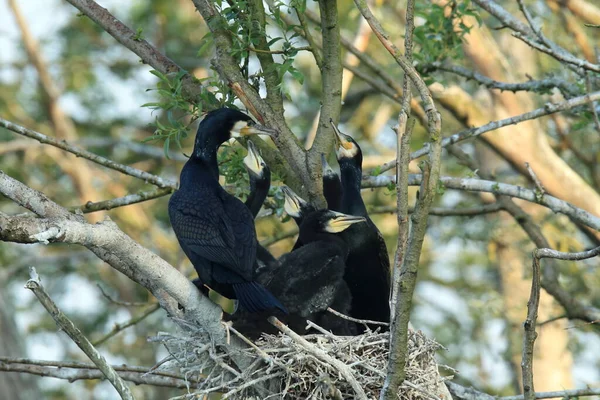 偉大な鵜 Phalacrocorax Carbo コロニー バーデン ヴュルテンベルク州 ドイツ — ストック写真