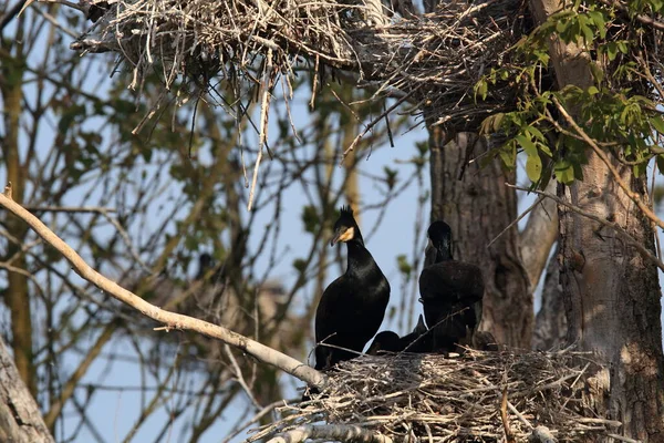 Great Cormorant Phalacrocorax Carbo Colony Baden Wuerttemberg Germany — Stock Photo, Image