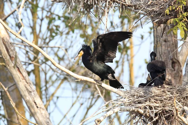 偉大な鵜 Phalacrocorax Carbo コロニー バーデン ヴュルテンベルク州 ドイツ — ストック写真