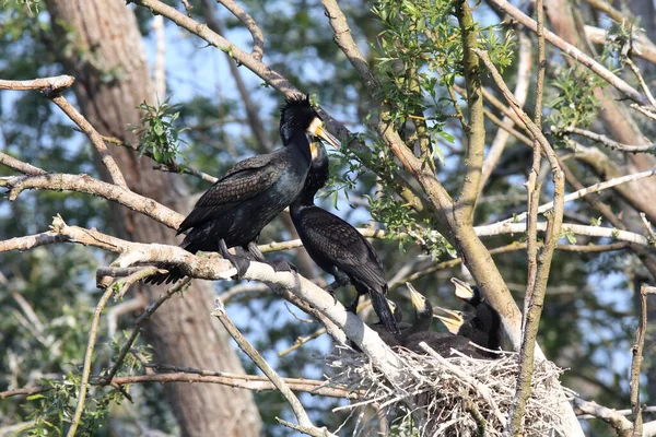 偉大な鵜 Phalacrocorax Carbo コロニー バーデン ヴュルテンベルク州 ドイツ — ストック写真