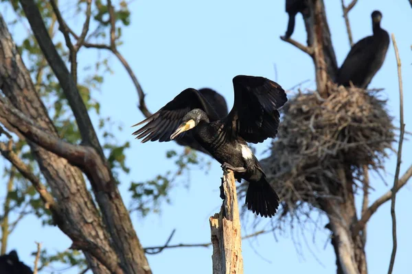 偉大な鵜 Phalacrocorax Carbo コロニー バーデン ヴュルテンベルク州 ドイツ — ストック写真