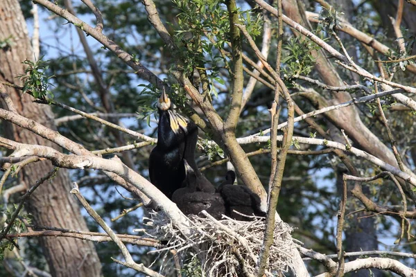 Great Cormorant Phalacrocorax Carbo Colony Baden Wuerttemberg Germany — Stock Photo, Image