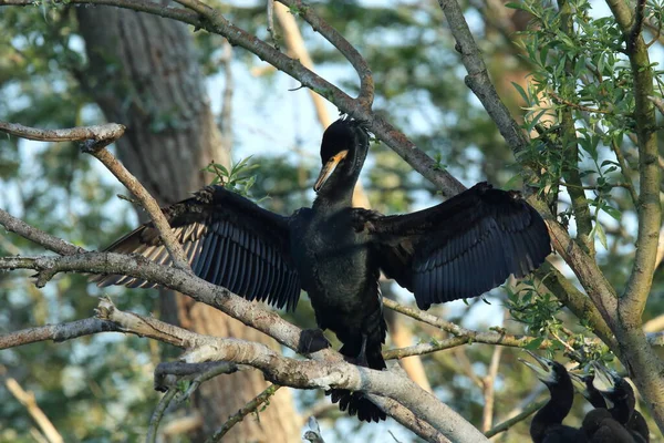 偉大な鵜 Phalacrocorax Carbo コロニー バーデン ヴュルテンベルク州 ドイツ — ストック写真