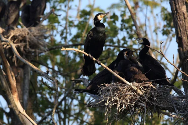 偉大な鵜 Phalacrocorax Carbo コロニー バーデン ヴュルテンベルク州 ドイツ — ストック写真