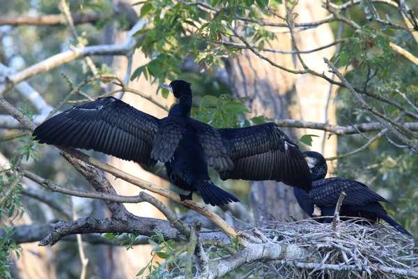 偉大な鵜 Phalacrocorax Carbo コロニー バーデン ヴュルテンベルク州 ドイツ — ストック写真