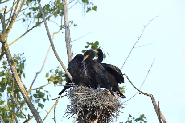 偉大な鵜 Phalacrocorax Carbo コロニー バーデン ヴュルテンベルク州 ドイツ — ストック写真