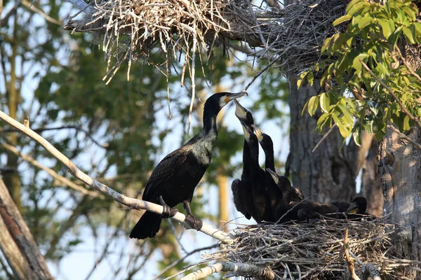 Velká Kormorán Phalacrocorax Carbo Kolonie Baden Wuerttemberg Německo — Stock fotografie