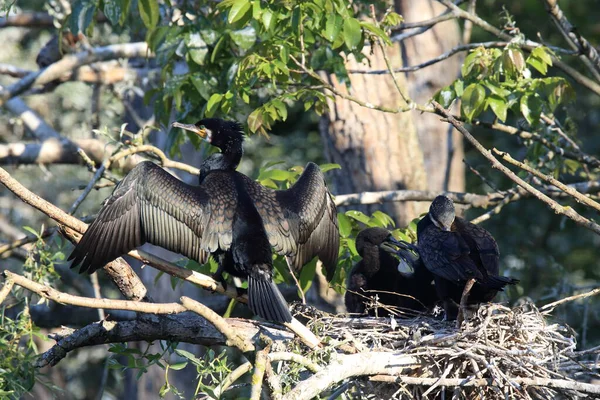 偉大な鵜 Phalacrocorax Carbo コロニー バーデン ヴュルテンベルク州 ドイツ — ストック写真