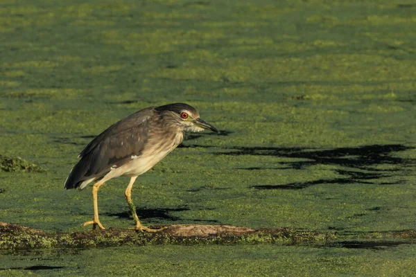 Héron Nuit Nycticorax Nycticorax Baden Wuertemberg Allemagne — Photo