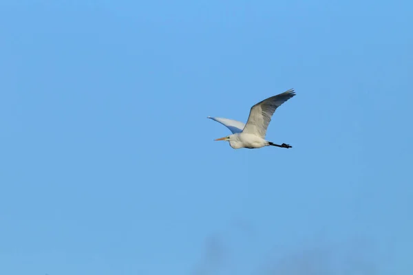 Gran Garza Ardea Alba — Foto de Stock