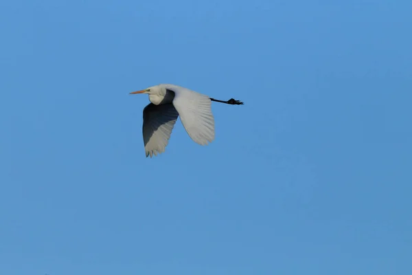 Gran Garza Ardea Alba — Foto de Stock