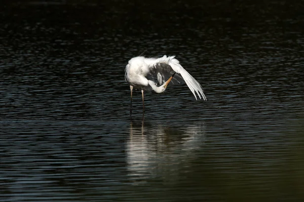 Gran Garza Ardea Alba — Foto de Stock