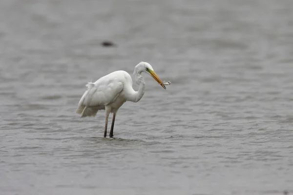 Silberreiher Ardea Alba — Stockfoto