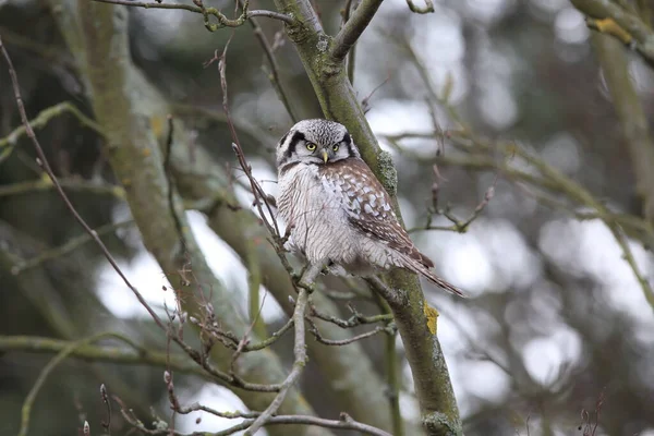 Northern Hawk Owl Northern Hawk Owl Surnia Ulula Alemanha — Fotografia de Stock