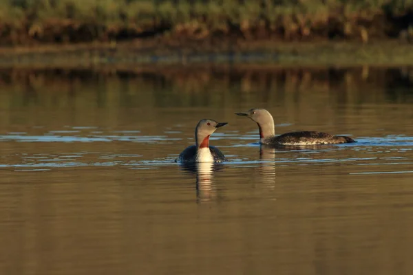 red-throated loon (North America) or red-throated diver (Britain and Ireland Iceland