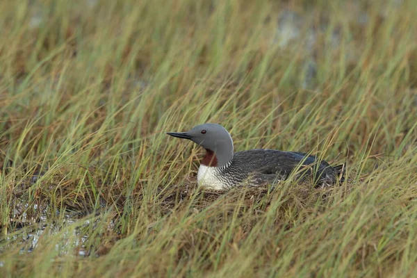 red-throated loon (North America) or red-throated diver (Britain and Ireland)on the nest Iceland