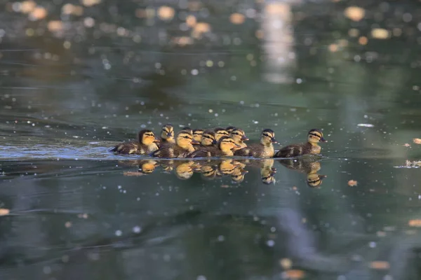 Pato Mallard Com Seus Patinhos — Fotografia de Stock