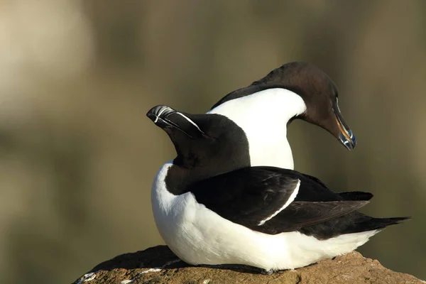 Pingouin Alca Torda Islande Latrabjarg — Photo