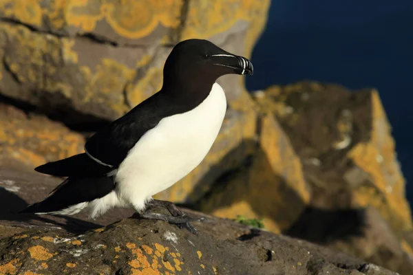 Razorbill Alca Torda Islândia Latrabjarg — Fotografia de Stock