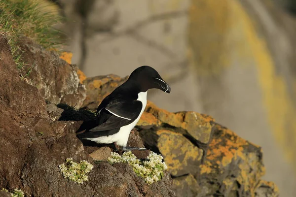 Razorbill Alca Torda 冰岛Latrabjarg — 图库照片