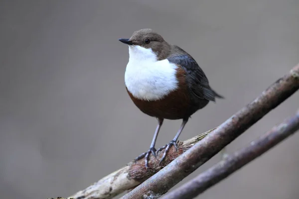 Vit Throated Dipper Tyska — Stockfoto