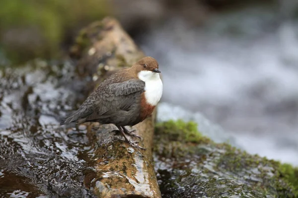 Weißkehlchendipper Deutschland — Stockfoto