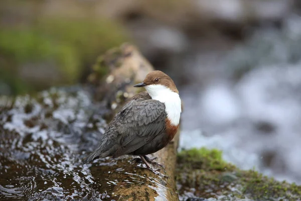 Witkeeldipper Duitsland — Stockfoto