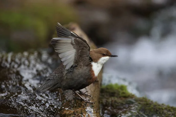 Weißkehlchendipper Deutschland — Stockfoto