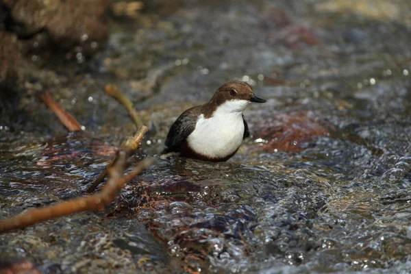 Witkeeldipper Duitsland — Stockfoto