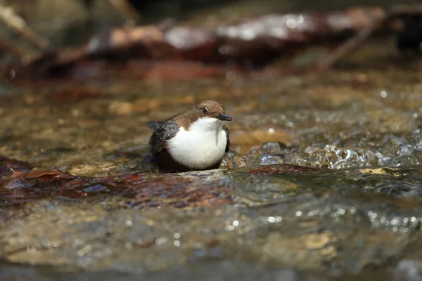 Witkeeldipper Duitsland — Stockfoto